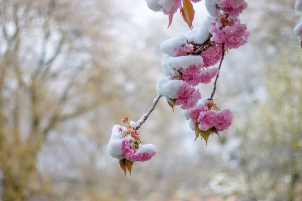 Kar Altında Kiraz Çiçeği Açan Çiçekler — Stok fotoğraf