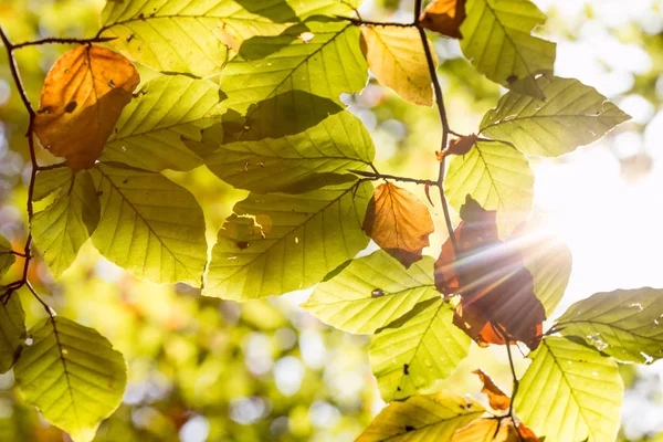 Жовте Листя Дереві Осінній Сезон — стокове фото