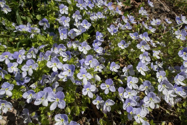 Beautiful Violet Flowers Background Close — Stock Photo, Image