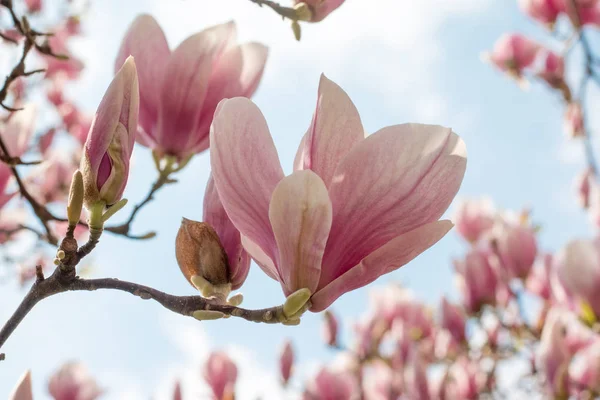 Fondo Floral Primavera Con Flores Magnolia — Foto de Stock