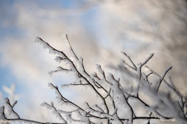 Arbres Couverts Neige Gel — Photo