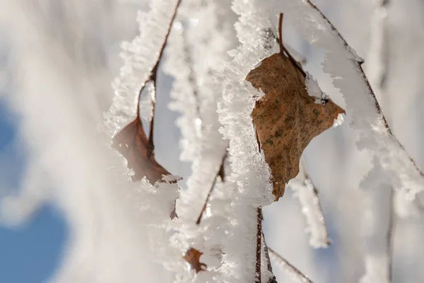 Árboles Cubiertos Nieve Heladas — Foto de Stock