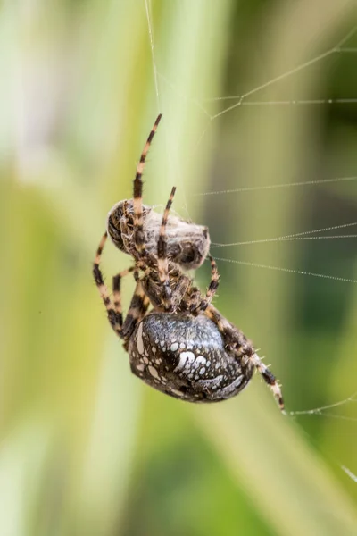 Örümcek Web Yakın — Stok fotoğraf