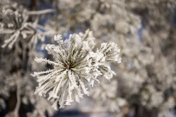 Ramas Árboles Cubiertas Nieve — Foto de Stock