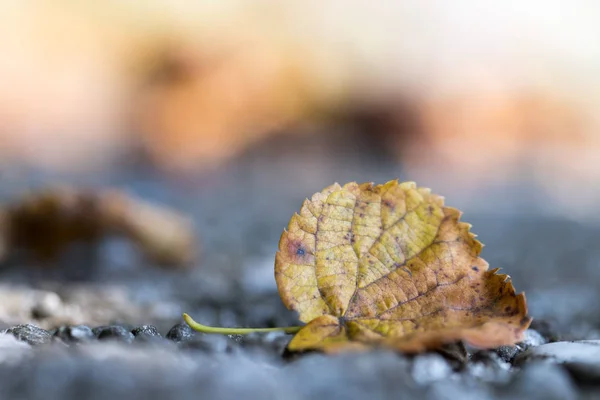 Осенний Лист Парке — стоковое фото