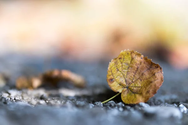 Feuille Automne Dans Parc — Photo