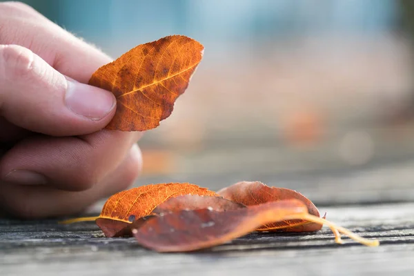 Herfst Bladeren Hand Achtergrond — Stockfoto