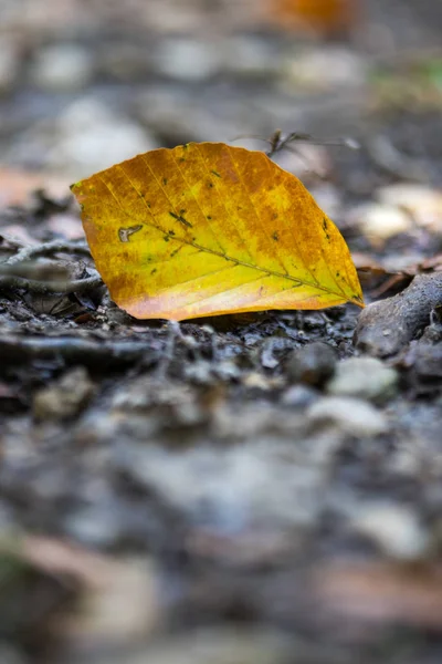 Feuille Automne Dans Parc — Photo