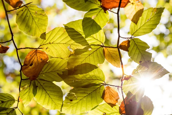 Hojas Amarillas Árbol Temporada Otoño — Foto de Stock