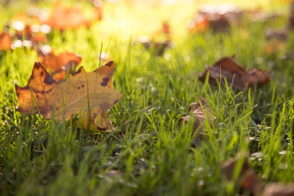 Folhas Amarelas Chão Temporada Outono — Fotografia de Stock