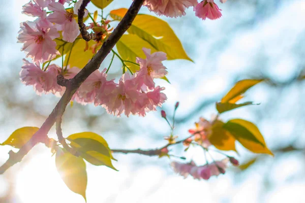Gyönyörű Rózsaszín Virágok Zöld Kertben — Stock Fotó
