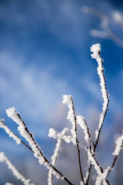 Gefrorene Äste Winter Auf Hintergrund Nahaufnahme — Stockfoto