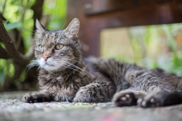 Gato Relajante Jardín — Foto de Stock