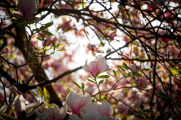 Όμορφη magnolia ανθίσεις άνοιξη, Σάλτσμπουργκ, ομορφιά — Φωτογραφία Αρχείου