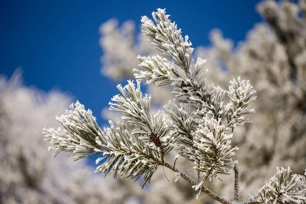 Ramas Árboles Cubiertas Nieve — Foto de Stock