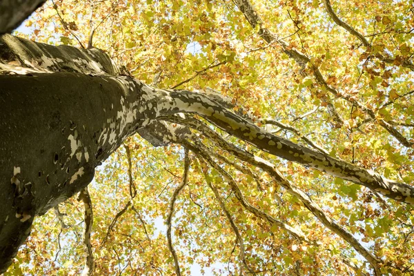 Όμορφο Πάρκο Φθινόπωρο Ηλιόλουστη Μέρα Πολύχρωμα Φύλλα — Φωτογραφία Αρχείου