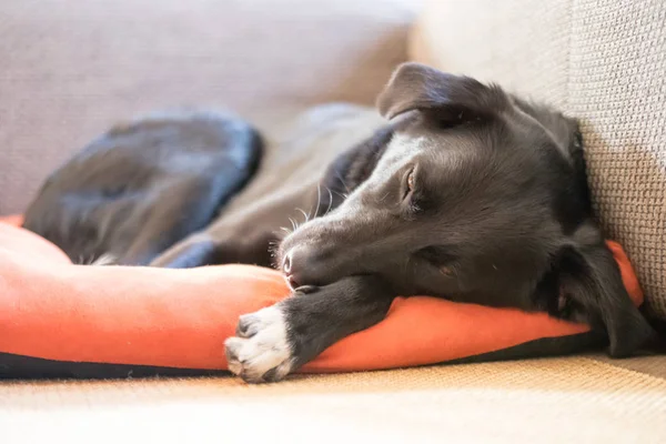 Cute Black Dog Home — Stock Photo, Image