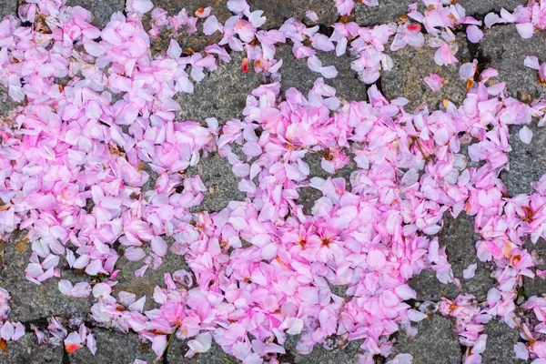 Flores Florecientes Cerezo Día Soleado — Foto de Stock