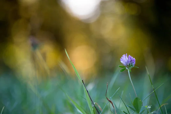 Gros Plan Une Belle Fleur Printanière — Photo