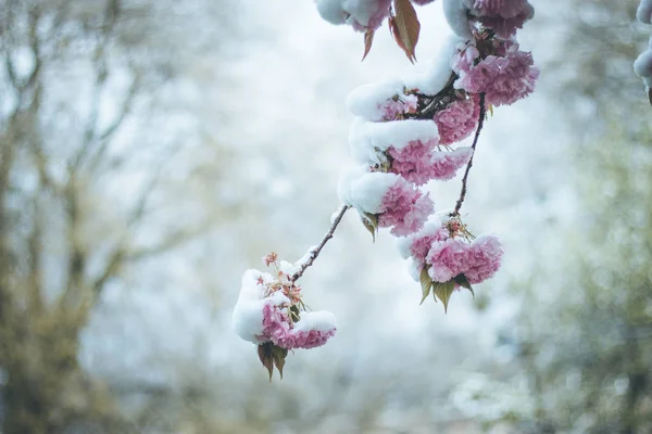 Cherry blossoming flowers under snow