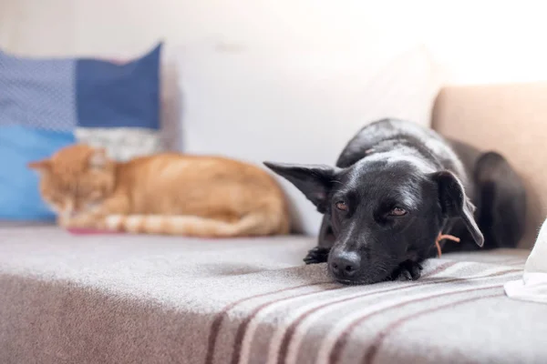 cat and dog are  lying and enjoying at home