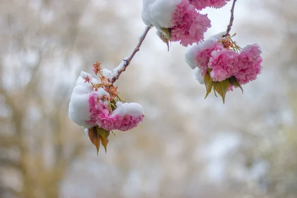 Kirschblüten Unter Schnee — Stockfoto