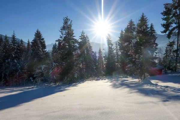 Beautiful Idyllic Winter Landscape Snowy Trees — Stock Photo, Image