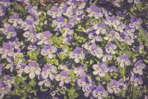 Belas Flores Violetas Fundo Close — Fotografia de Stock