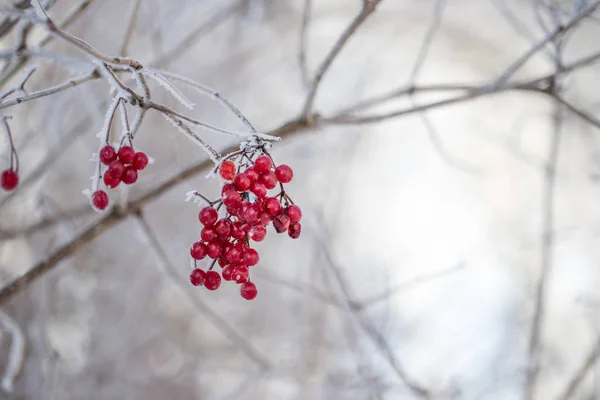 Červené Rowan Bobule Mrazivým Zimním Dni — Stock fotografie