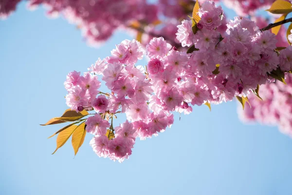 Yeşil Bahçede Güzel Pembe Çiçekler — Stok fotoğraf