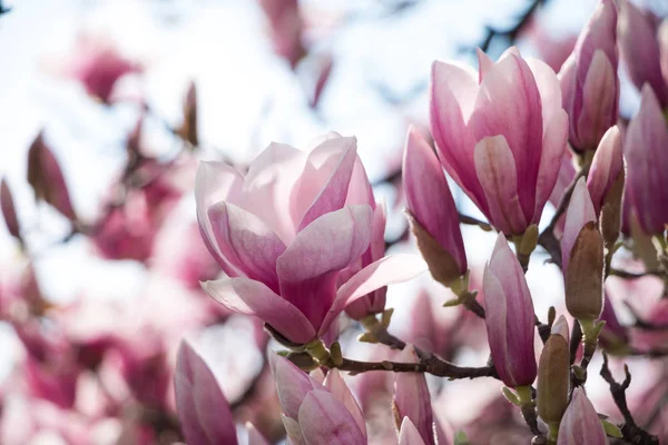 Manolya Çiçekli Bahar Çiçek Arka Plan — Stok fotoğraf