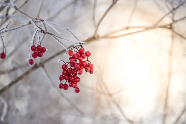 Červené Rowan Bobule Mrazivým Zimním Dni — Stock fotografie