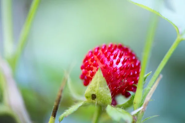 Świeża Czerwona Truskawka Organiczna — Zdjęcie stockowe