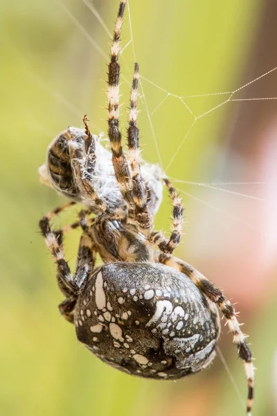 Örümcek Web Yakın — Stok fotoğraf