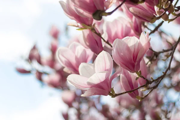 Fondo Floral Primavera Con Flores Magnolia — Foto de Stock