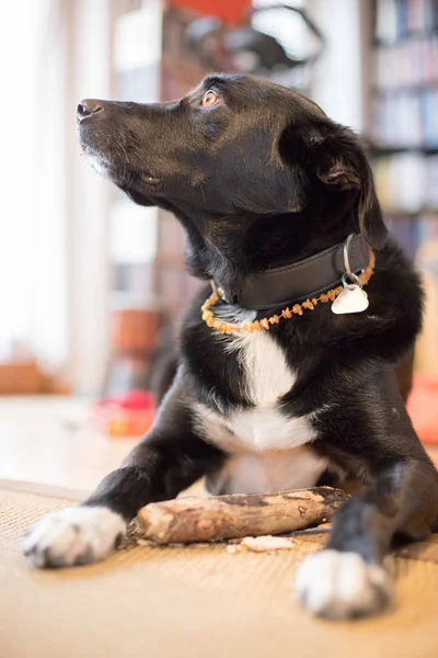 Evdeki Sevimli Siyah Köpek — Stok fotoğraf