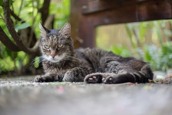 Kočka Relaxuje Zahradě — Stock fotografie