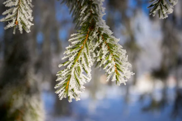 Ramas Árboles Cubiertas Nieve — Foto de Stock