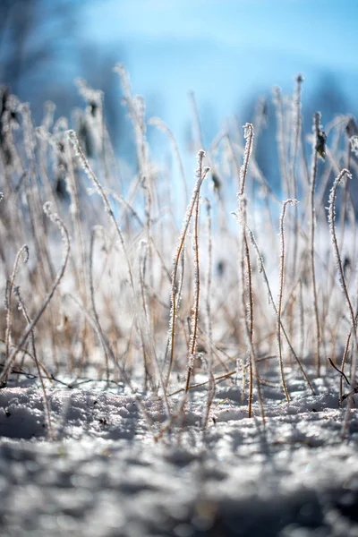 Planten Onder Sneeuw Winterachtergrond — Stockfoto