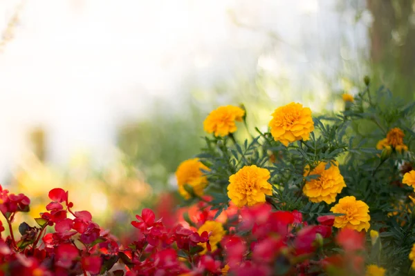 背景に美しい花をクローズ アップ — ストック写真
