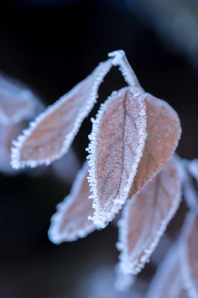 Gefrorene Blätter Winter Auf Hintergrund Nahaufnahme — Stockfoto