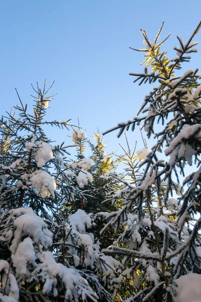 Hermoso Paisaje Idílico Invierno Con Árboles Nevados — Foto de Stock