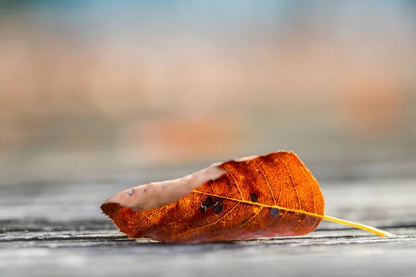 Feuille Automne Sur Une Passerelle — Photo