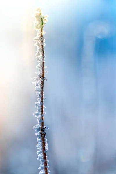Impianto Sotto Neve Sfondo Invernale — Foto Stock
