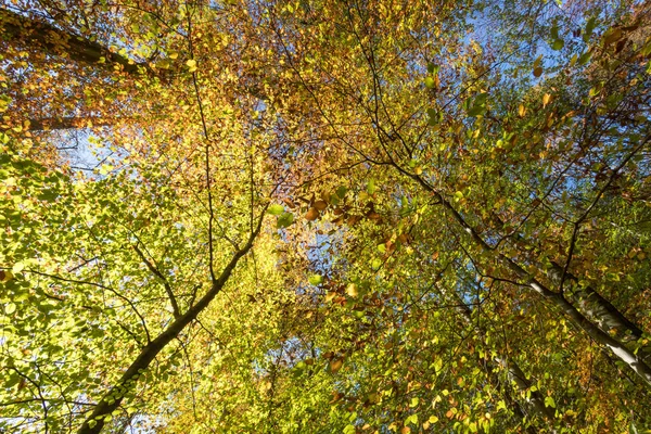 Foglie Gialle Sull Albero Stagione Autunnale — Foto Stock