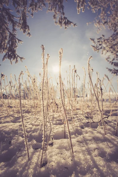 Plantas Sob Neve Fundo Inverno — Fotografia de Stock