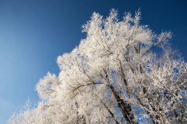 Snow Frost Covered Trees January Winter Austria Royalty Free Stock Images