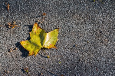Arka planda yeşil yaprak, yakın