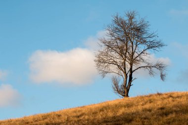 Mavi gökyüzünün arka planında yalnız bir ağaç