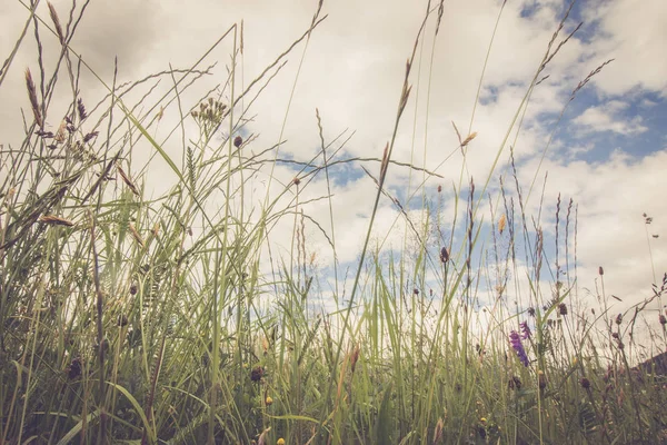 Gras Mit Blumen Und Blauem Himmel Hintergrund — Stockfoto